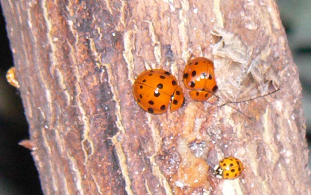 中州のヤナギ 奥のヤナギ_ハラグロオオテントウのペア、ナミテントウ、ムーアシラホシテントウ_2021年6月18日 19時30分頃 気温23度